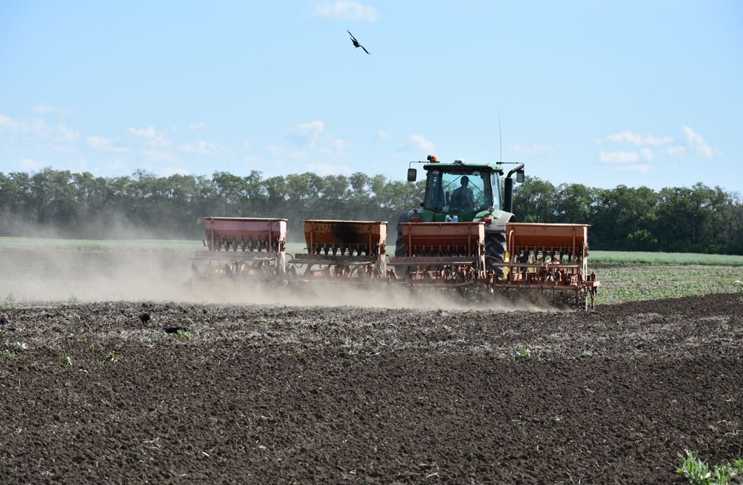 Агротехника возделывания пшеницы в условиях меняющегося климата » Baraev.kz